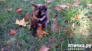 ����: ����� ��������