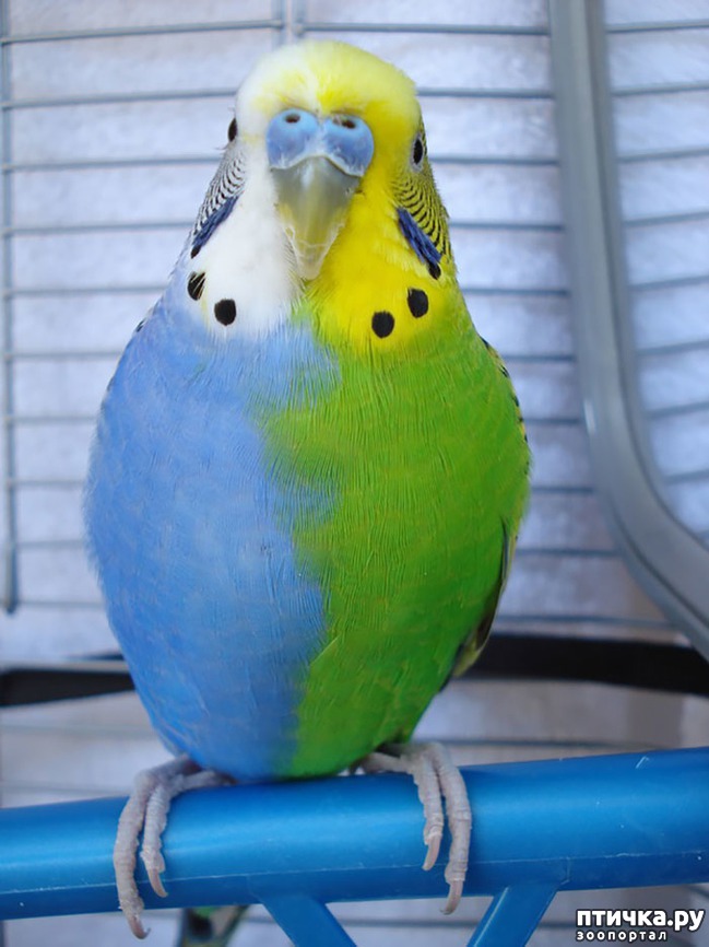 ���� 11: ����� ����������������, ���������, ������� ������...