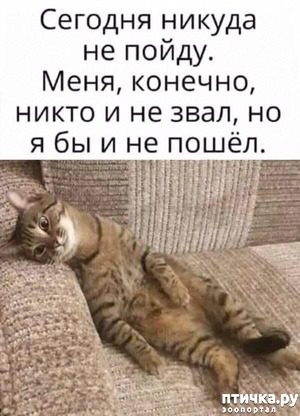 ����: ��������