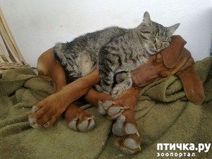 ����: ��������