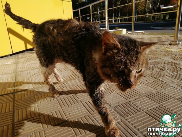 ���� 3: ���)))