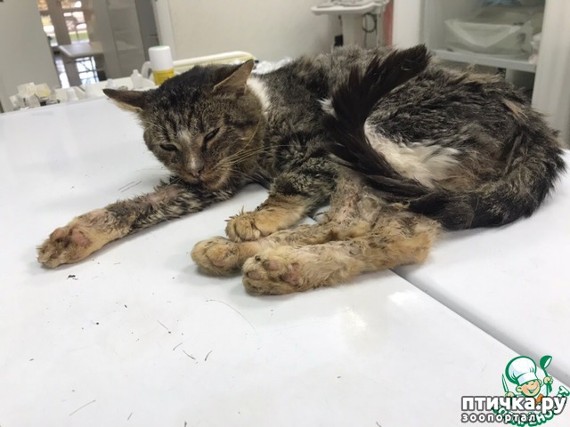 ���� 4: ���)))