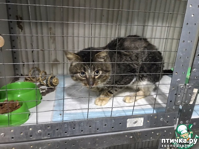 ���� 1: ���)))