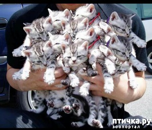 ����: ����� �����