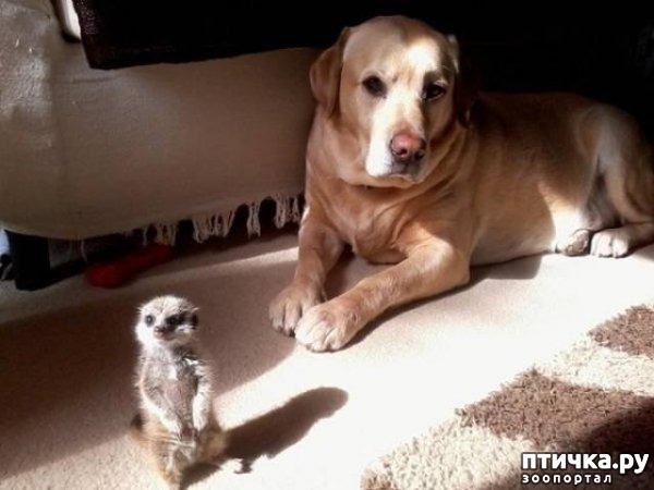 ���� 12: ��������� ������-2