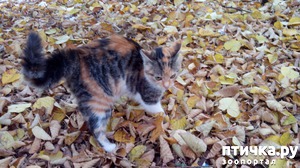 ����: ������� � �������-�����������