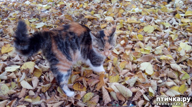 ���� 1: ������� � �������-�����������