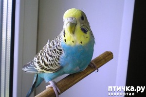 ����: ��� ������� �������.