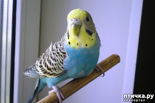 ���� 1: ��� ������� �������.