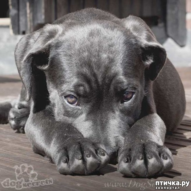 ���� 1: �������������� ����.