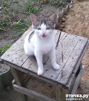 ����: �����