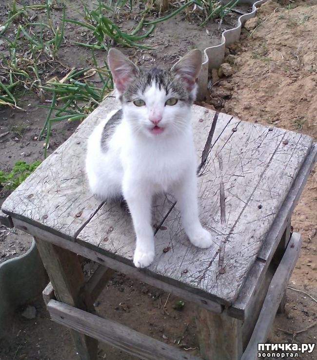 ���� 1: �����