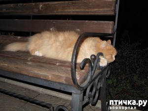 ����: ��� ��� ���...