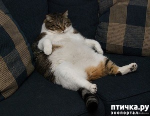 ����: ������� ��� ������