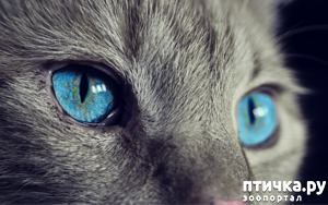фото: Чем удивительны кошачьи глаза?