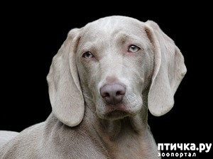 ����: ������� �����������