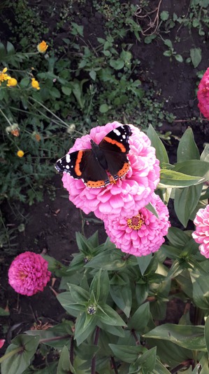 ����: ��������������.