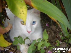 фото: Ириска на даче