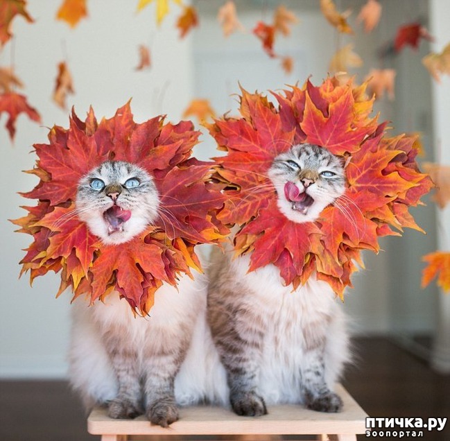 ���� 4: ����������� �������!