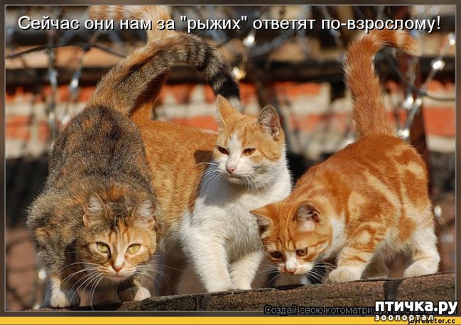 ���� 16: ����������� �������!