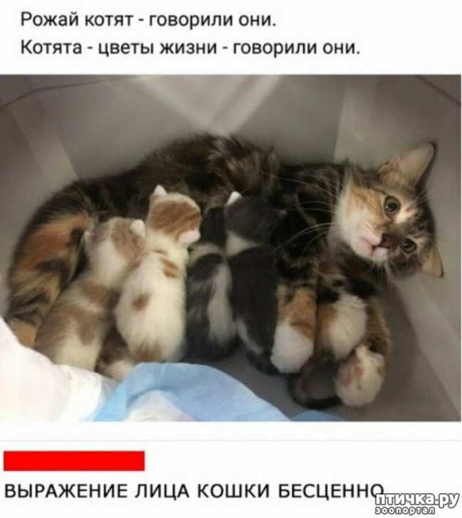 ���� 4: ���� ������ �����)))