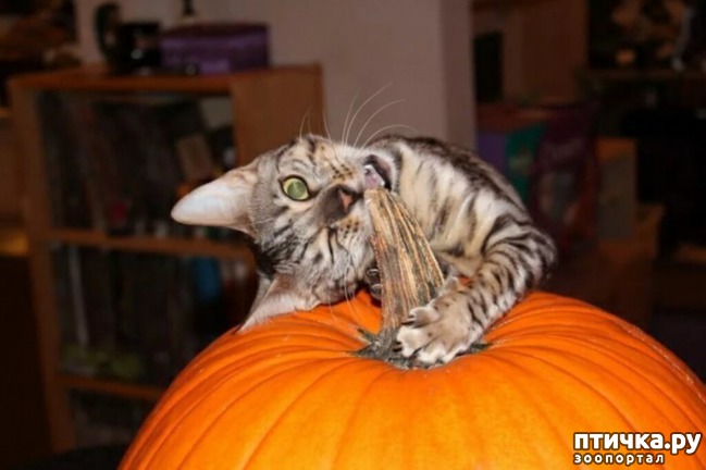 ���� 6: ���� ������ �����)))