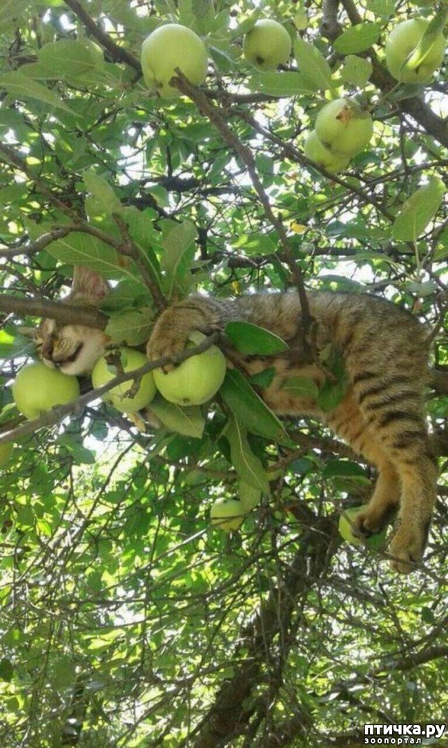 ���� 15: ���� ������ �����)))