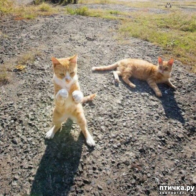 ���� 22: ���� ������ �����)))