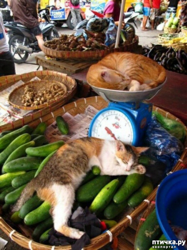 ���� 28: ���� ������ �����)))