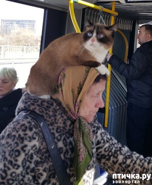 ����: ������� � ��������