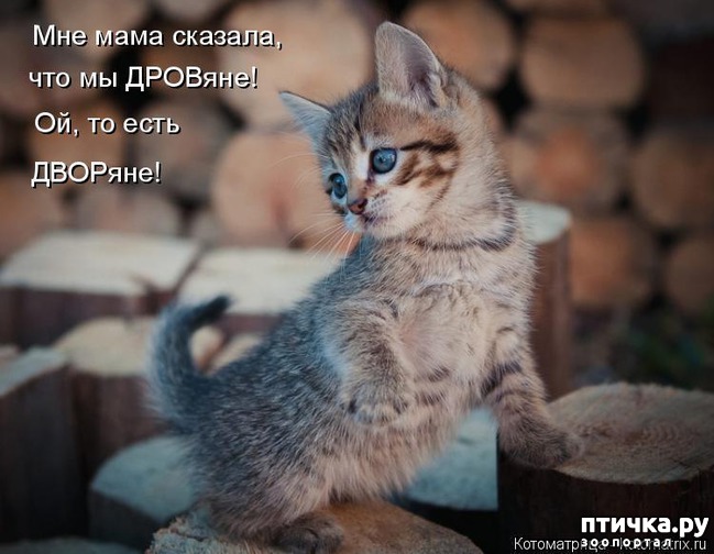 ���� 3: �����������: ���������