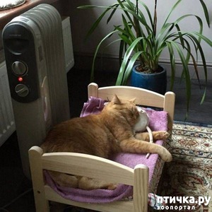 ����: �����������: ������ �������!!!