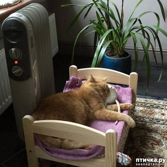 ���� 1: �����������: ������ �������!!!