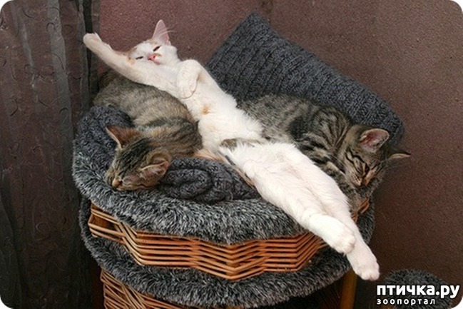 ���� 4: �����������: ������ �������!!!