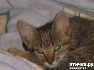 ����: ������ - ����������