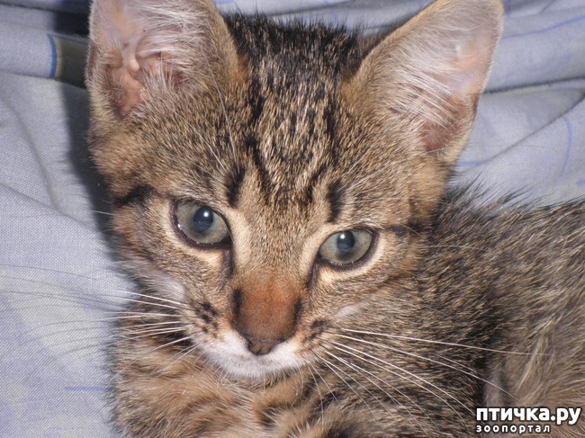 ���� 3: ������ - ����������