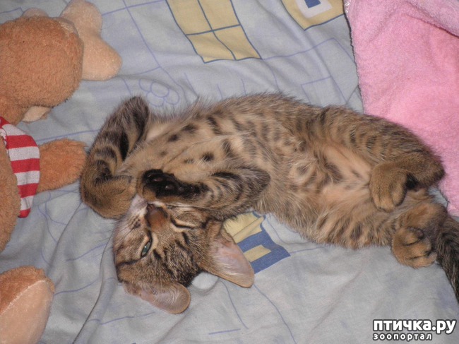 ���� 4: ������ - ����������