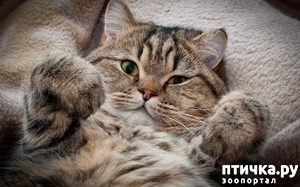 ����: ����������� ����������� �������� �����