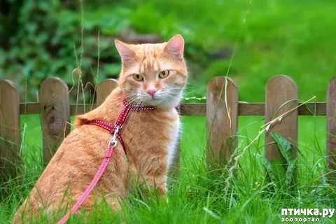 ���� 2: ���������. ����� ������� �������� ������.