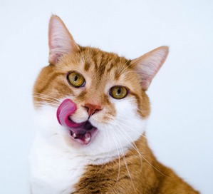 фото: А так ли все равно кошке, где вы ее кормите?))