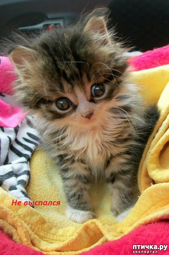 ���� 4: ������� �������� ��������� ��������