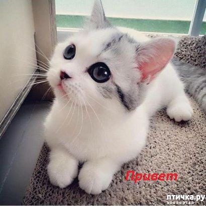 ���� 5: ������� �������� ��������� ��������