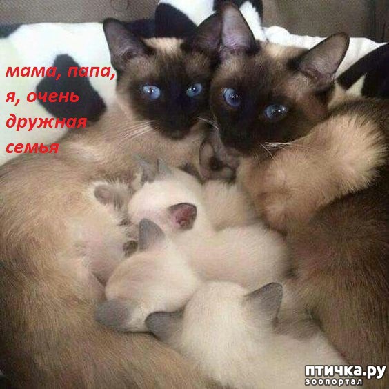 ���� 6: ������� �������� ��������� ��������