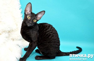 ����: ������ ����.