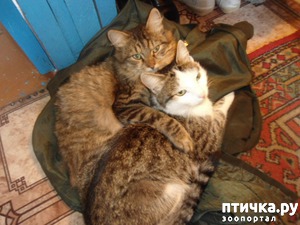 ����: ��� ������.