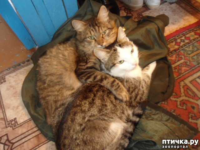 ���� 1: ��� ������.