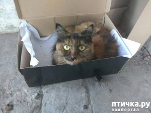 ����: ���� �� ������ (�� �������� �������).