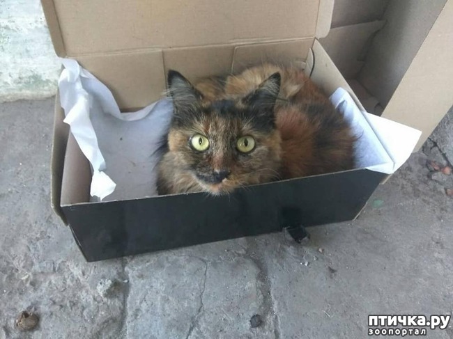 ���� 1: ���� �� ������ (�� �������� �������).