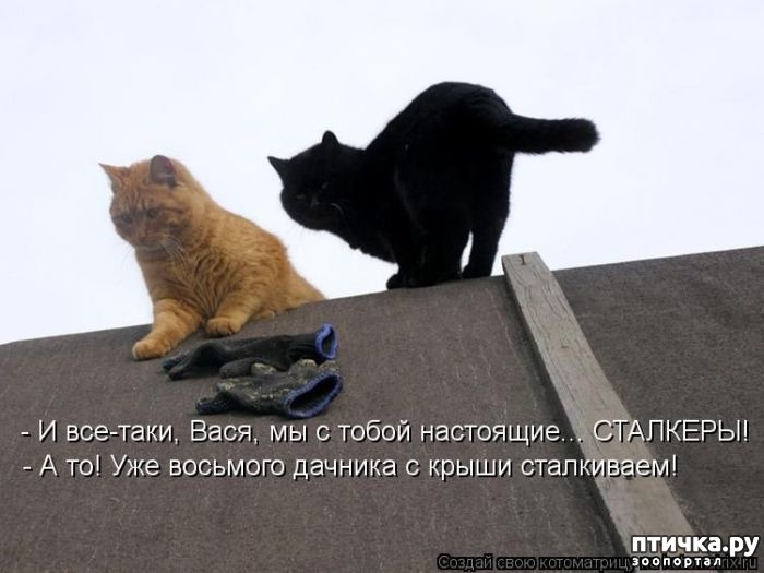 Анекдоты о кошачьем семействе))) — обсуждение в группе Кошки | Птичка.ру