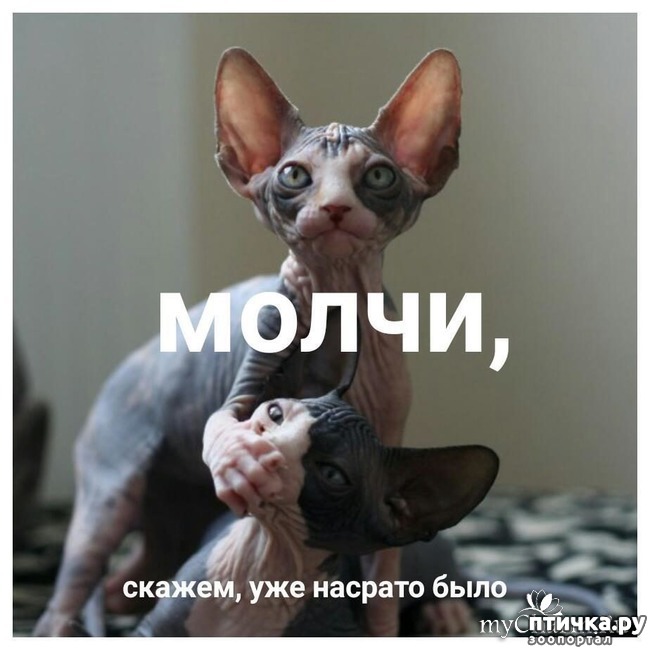  4:    )))